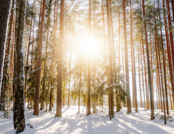 Mynd - Sjálfsumhyggja í desember